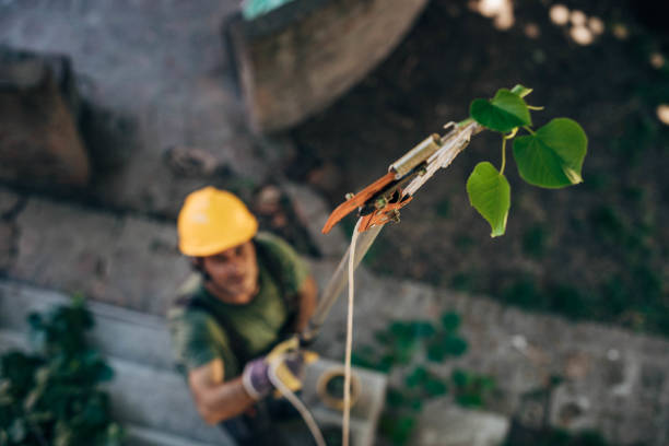 How Our Tree Care Process Works  in Orrville, OH